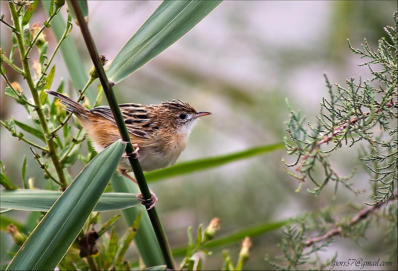 Passeriformi al CHM di Ostia (identificazione)